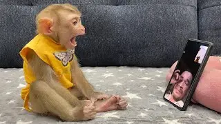 Monkey YuYu Shouted Happily when Received Surprise Call from Dad!