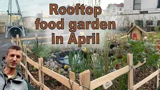 Alzheimer's Garden in April 🎋🌸☀️ #Gardens4Good #FloweringSeason #BambooSeason