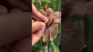 Процесс опыления ириса. #garden #flowers #ирис #iris #сад #ирисы #flowers #plants #gardening