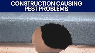 More pests in Austin-area neighborhoods due to construction | FOX 7 Austin