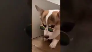 Dog wearing sunglasses 😎 #shorts