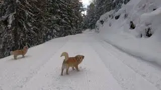 Snowy Forest Dog Walk | Calm Winter Trail and Sledding
