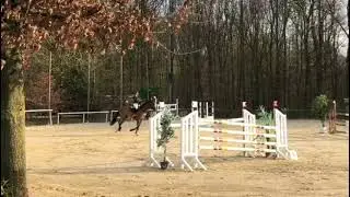 2008 Holsteiner gelding  Placed 1 40m  Lovely schoolmaster Horse  FOR SALE
