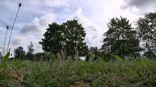 Nowe drzewa w mieście