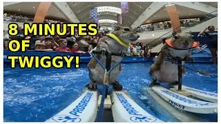 A Squirrel Waterskiing For 8 Minutes!
