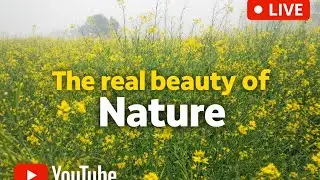 The Real Beauty of Nature 🌼 | Golden Mustard Fields | Peaceful Village View | Nature LIVE #shorts