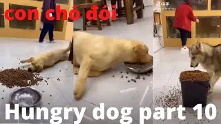 hungry dog part 10