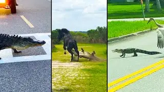 Ozzy Man Reviews: Floridian Alligators
