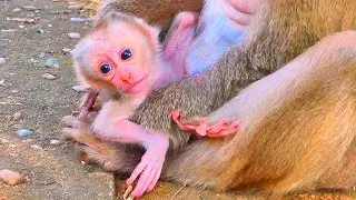 Live: Adorable Moment &mdash; 2-Day-Old Baby Monkey Prepares for First Steps 🐒💛