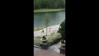 Goose Attack