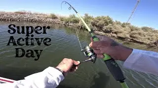 CA Delta - (Holland's Tract) Low Tide Madness