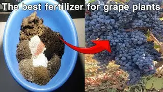 Best Fertilizer Mix Recipes for Grape plant| Grapevine best fertilizer
