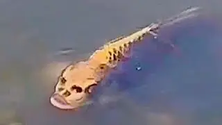 A Fish with a Human Face