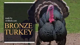 Bronze Turkey