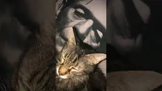 cute Frankenstein cat
