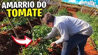 COMO É FEITO A DESBROTA DO TOMATE TURIM ENXERTADO!