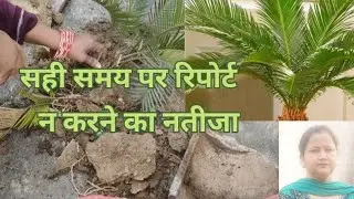 Kangi ,sago Palm plant growing and propagation # yt video