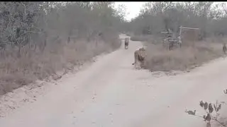 Tumbela male and Nkuhuma male and Ximhungwe pride at Western Sabi Sand