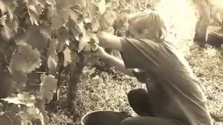 Vin sur vin