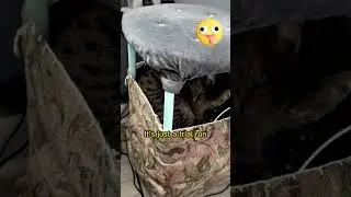Cat in a Box? Spicy Kitty Wisdom #cat #catvideos #cutecat