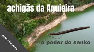 Achigãs da Aguieira com senko