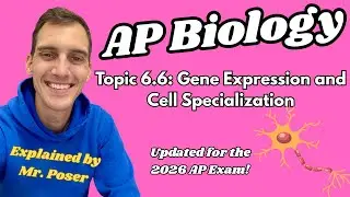 6.6 Экспрессия генов и клеточная специализация - AP Biology (обновлено в 2025-2026 гг.)