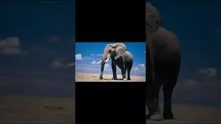 What do elephant's ears do?🤔