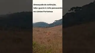Lobo-guar&aacute; - amea&ccedil;ado de extin&ccedil;&atilde;o no RS - Cambar&aacute;-do-sul #canions #wildlife #brasil
