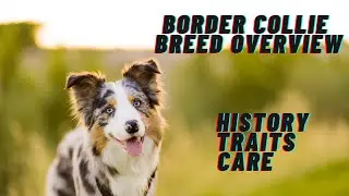 Border Collie Breed Overview: History, Traits, and Care