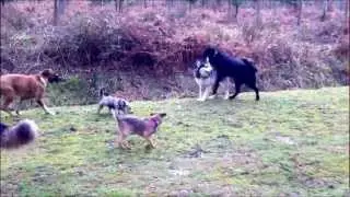 The Alpha Pack - 