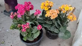 kalanchoe plant ki Repoting video #like #share and #subscribe #video