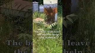 Hot Summer Day for the Bees #bees #honeybees #hotweather #heatwave
