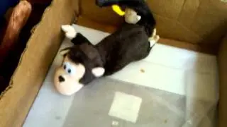 Hysterical Monkey