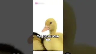 Amazing Facts About Ducks You Never Knew!