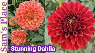 Stunning Dahlia Varieties flowers ! A Tour of Dahlia Calke Abbey's  garden 