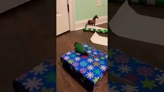 Conure Helps Wrap Christmas Presents #parrots #petbird #christmas2022 #funnypets