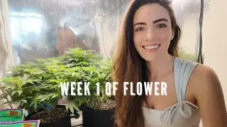 Week 1 Flower Cannabis | AC Infinity Auto Watering Bases + FoxFarm Soil