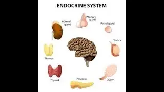 Physiology | Endocrine |  lecture 3 | Dr.Nagi | Arabic