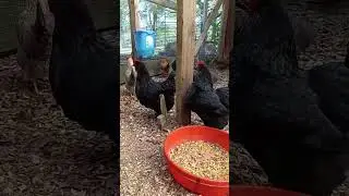 Happy Chicken's...