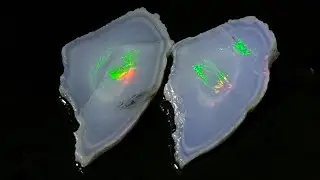 Sliced Virgin Valley Nevada Angel Wing Opal Pair