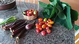 27 de  catado tomate ekiabo  dezembro de 2025