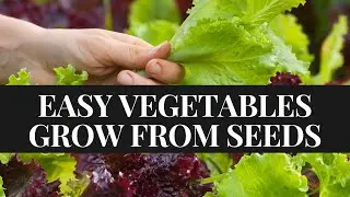 10 Easiest Vegetables To Grow From Seed [Beginner Gardening]