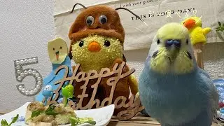 #202 【誕生日】ちくわ5歳の誕生日をお祝いしました🐥💕 HappyBirthday セキセイインコ 5歳 男の子
