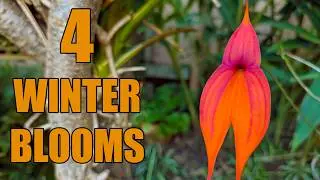 Winter Garden Color: 4 Exotic Plants Blooming Right Now
