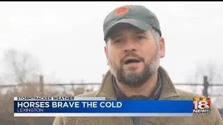 Horses Brave The Cold