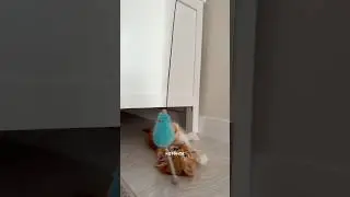 Как приучить? Спрей WB арт: 453153129
