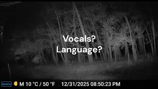 Camcorder and Game Camera Footage / More Green Swamp Phenomenon