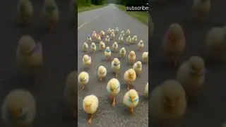 Adorable Colourfull Chicks🐥#chicks #birds #adorablechicks #babychicks #birdsounds