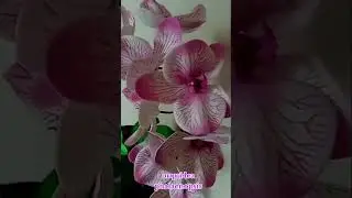 orqu&iacute;dea phalaenopsis 🥰 stencil Janaina cordeiro