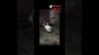 viral kro plz#officalaccount #pigeonlover #tohremebaseraja #due